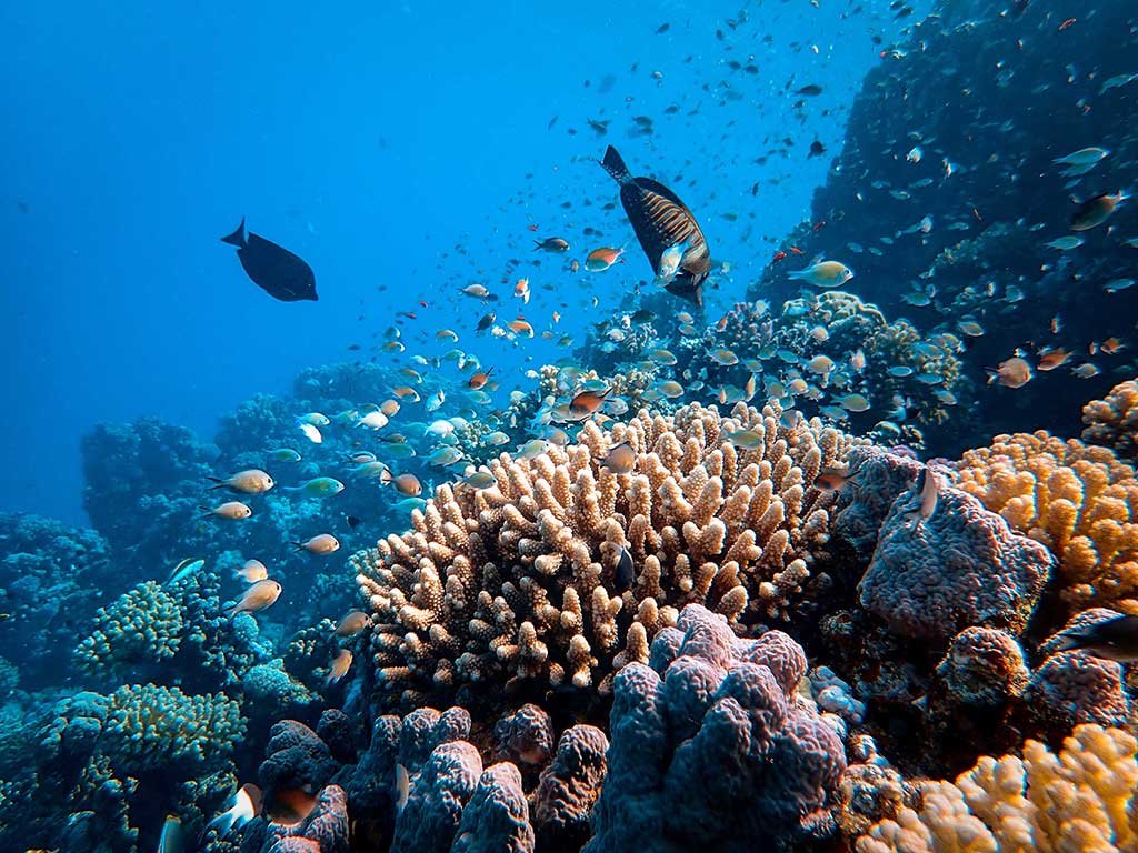 Phuket coral reef